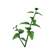 Green Herb render
