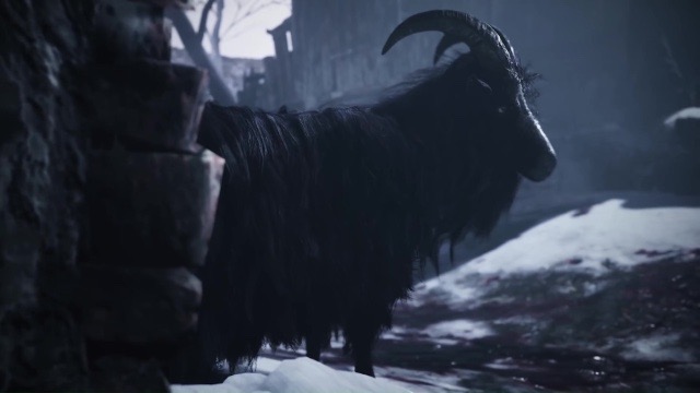 Black goat